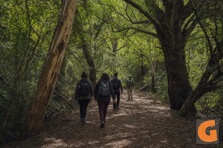 Walk through Pereyra Iraola Provincial Park Forest