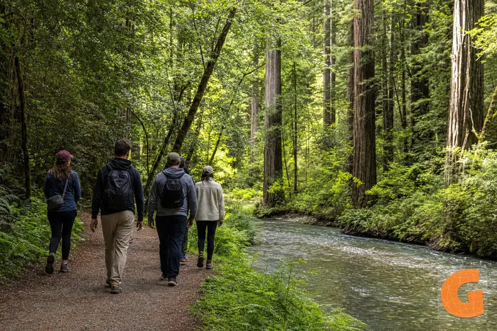 Redwood Creek Giants